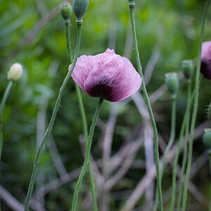 Nikkor 55mm f3_5 Micro-2.jpg