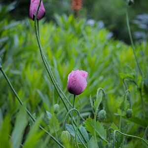 Nikkor 55mm f3_5 Micro-4.jpg