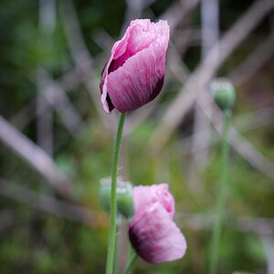 Nikkor 55mm f3_5 Micro-3.jpg