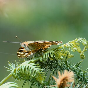 Vanessa Cardui.jpg