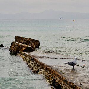 250604 playa de la Alcudia Palma de Mallorca 47.jpg