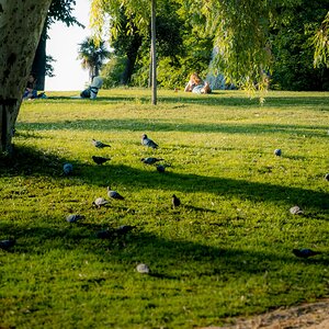 Madrid Junio 2025 Retiro-1.jpg
