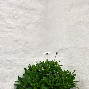Verde sobre blanco.jpg