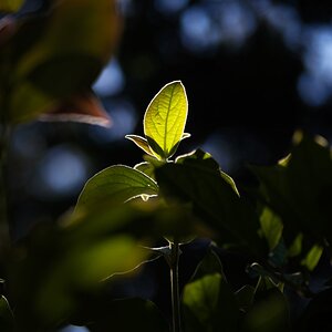 Dornajos 20250625-7.jpg