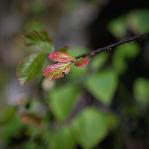 Dornajos 20250625-10.jpg
