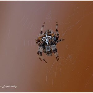 Araña de la cruz.jpg