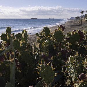 Opuntia ficus-indica (1).jpg