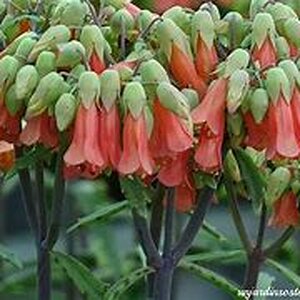 descargar.jpg-Planta Kalachoe-Daigremontiana.jpg