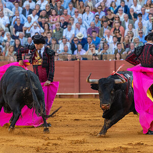 20250926@190504_200TOROS  DE VICTORIANO DEL RIO EN LA MAESTRANZA -   QUITE DE PABLO AGUADO DAV...jpg
