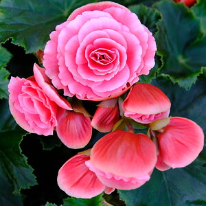 DSCF9938.JPG