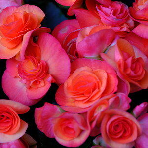 DSCF9926.JPG