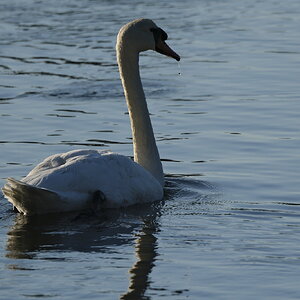 Cisne-Salinas de Ulló.JPG