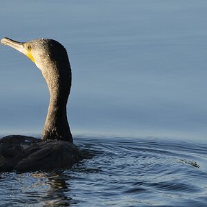 Cormorán-Salinas de Ulló.JPG