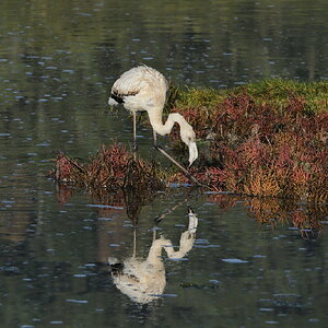 Flamenco-Salinas de Ulló (2).JPG
