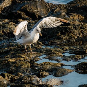 Fujinon 70-300mm 202509-5.jpg