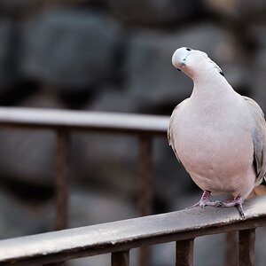 Fujinon 70-300mm 202509-13.jpg