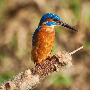 Martin arrantzalea.jpg