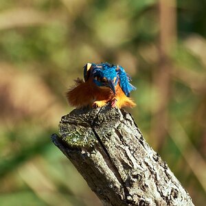 Martin arrantzalea2.jpg