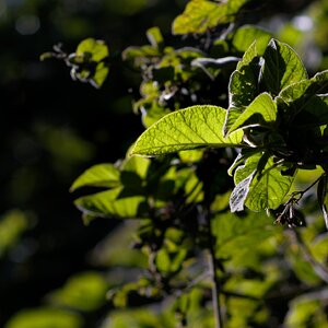 Olympus OM 85mm f2 - 102025-2.jpg