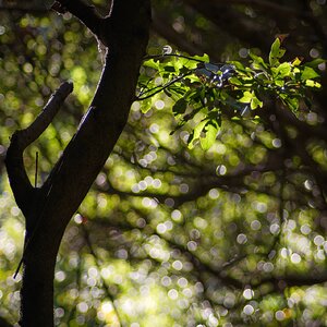 Olympus OM 85mm f2 - 102025-7.jpg