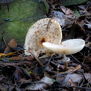 Olympus OM 85mm f2 - 102025-6.jpg