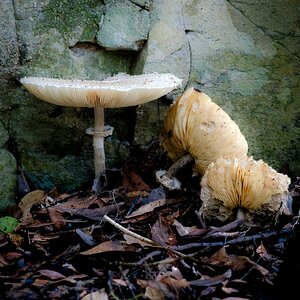 Olympus OM 85mm f2 - 102025-5.jpg