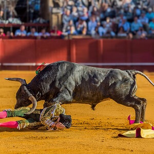 CORRIDA MIURAS  ESAU FDEZ TORO ALCARABAN.jpg