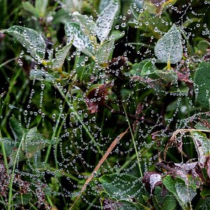 JOYAS DE LA NATURALEZA.JPG