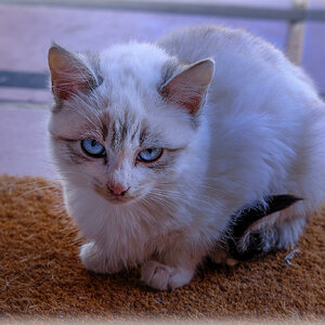 Precioso Gatito Silvestre.jpg