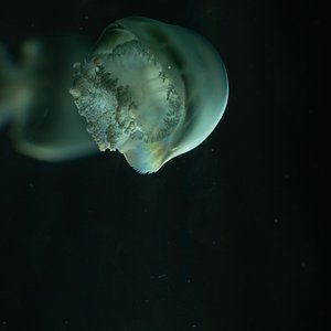 medusas (1 de 1)-5.jpg