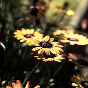 Flores_01.jpg