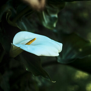 Flores_03.jpg