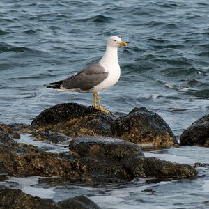 Gaviota 2.jpg