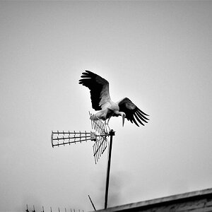 DSC_0189 (2).JPG