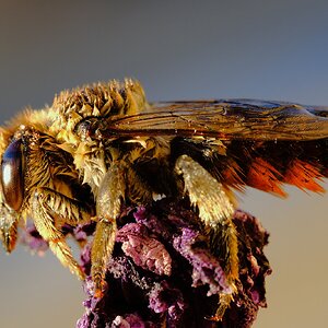 DSCF9265.JPG