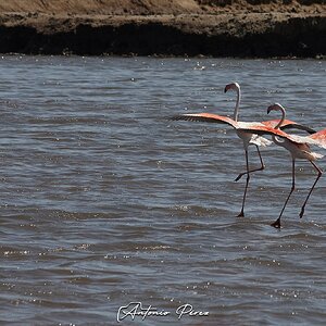 04 Flamencos.jpg