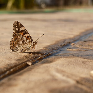 XT5F6599.jpg