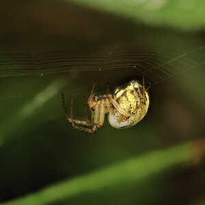 Araña.jpg