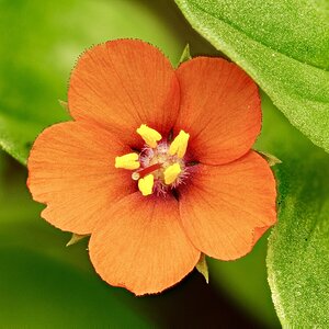 Flor naranja II.jpg