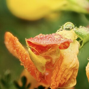 Gotas flor roja 2.jpg