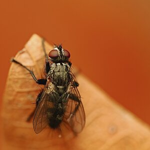 2026-10-02-09.25.50 ZS PMax.jpg