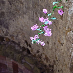 De cada día, la flor.jpg