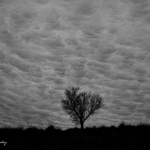 Almendro y nubes.jpg