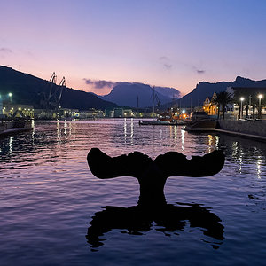 Cachalote avistado en Cartagena.jpg