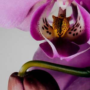 detalle orquidea.jpg