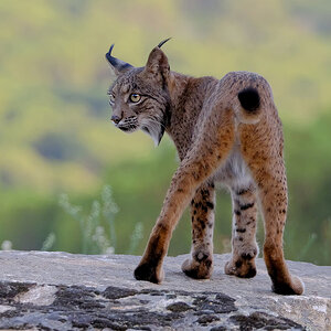 Lince GC-02.jpg