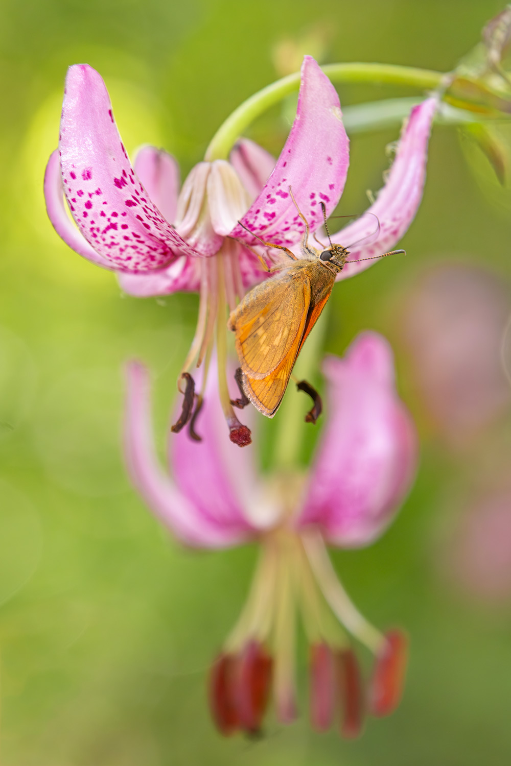 _DSF4069-Mejorado-NRF.jpg