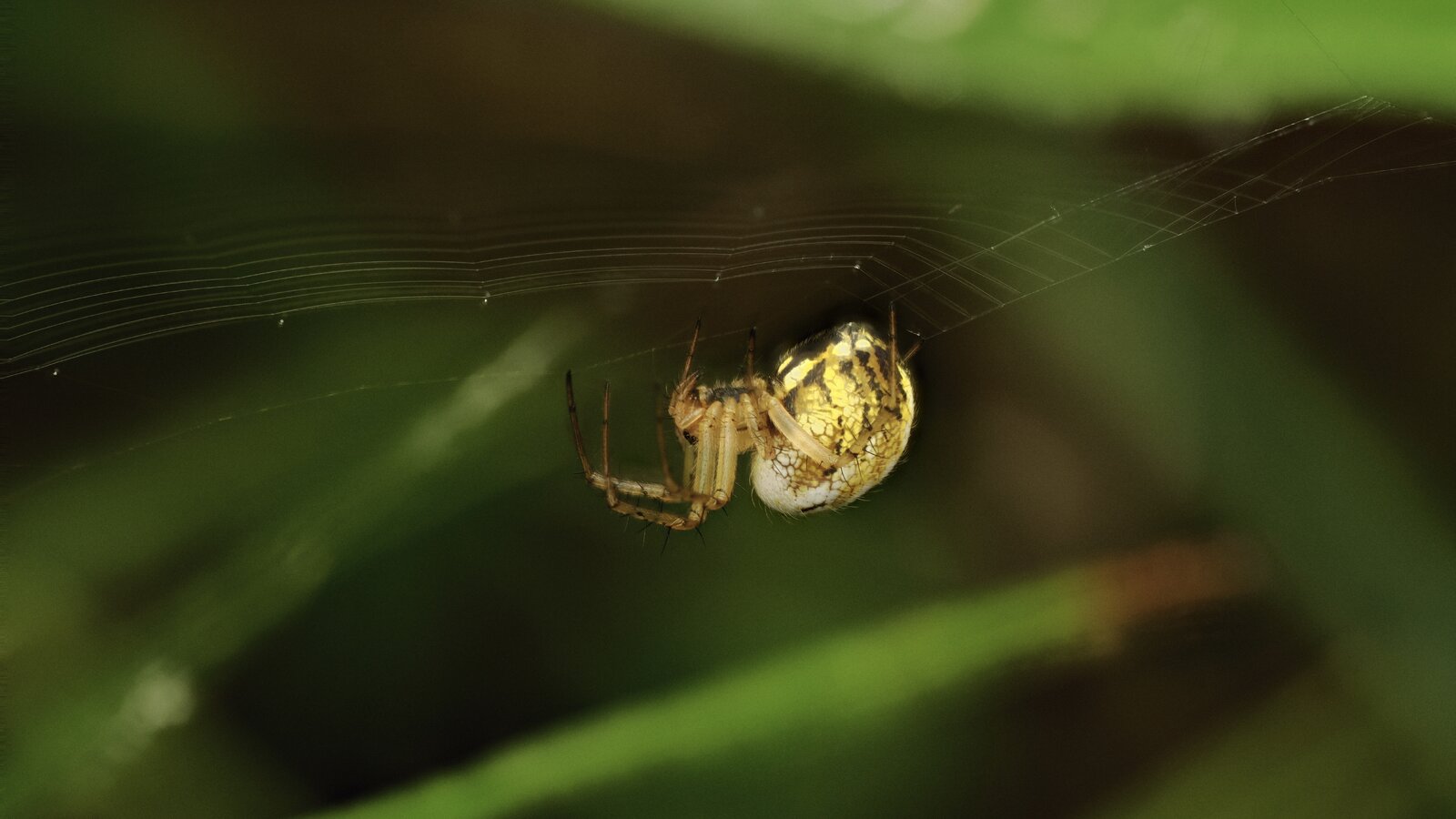 Araña.jpg