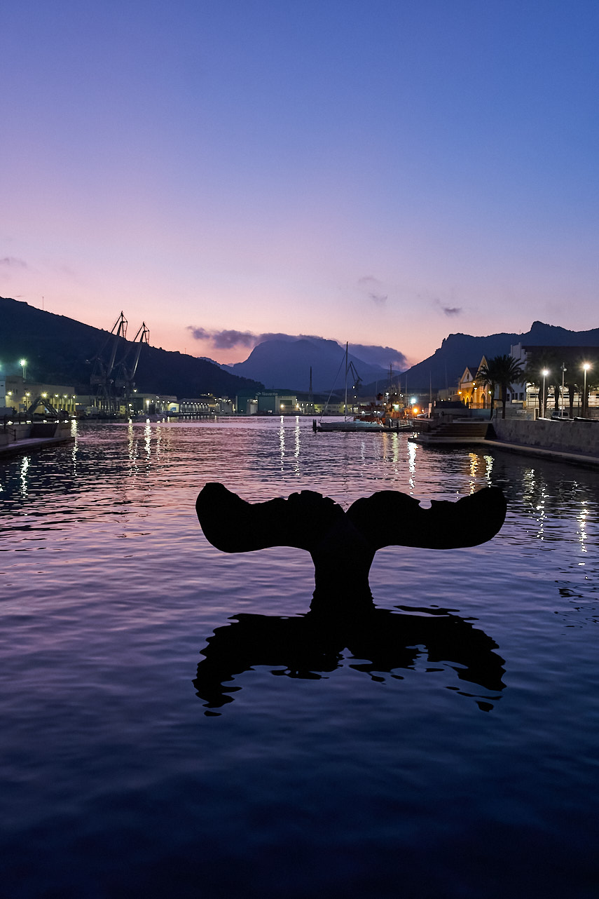 Cachalote avistado en Cartagena.jpg