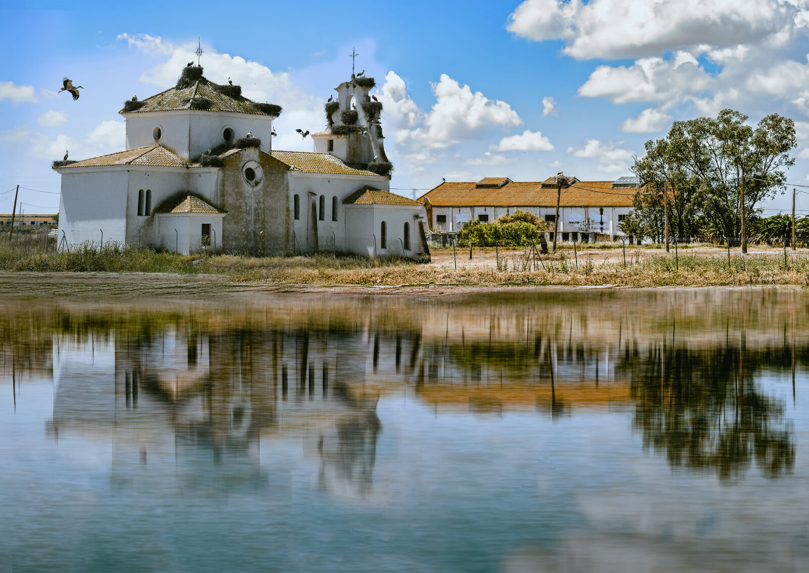 CIGÚEÑAS EN ISLA MAYOR.jpg